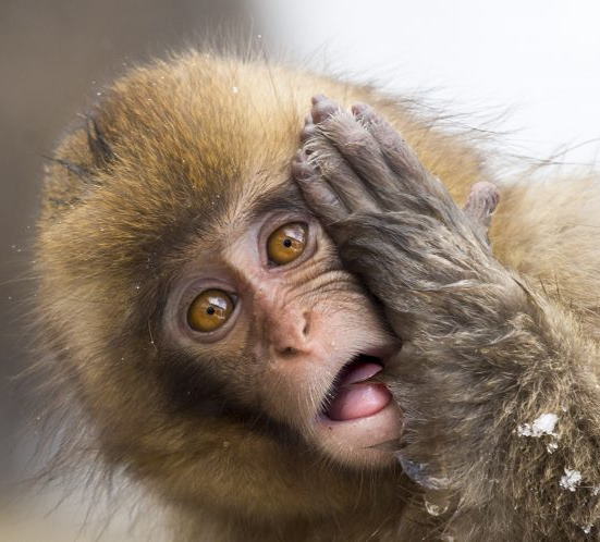 surprized monkey