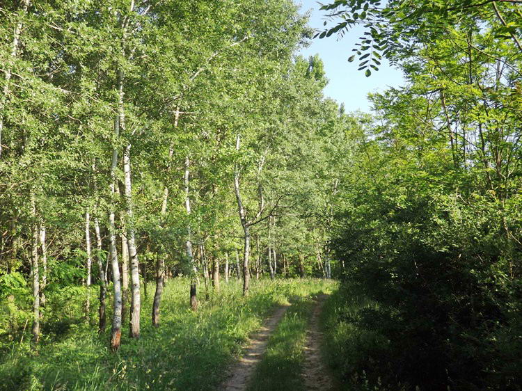 A Kis-Keceli-úton a Tóth-erdőben