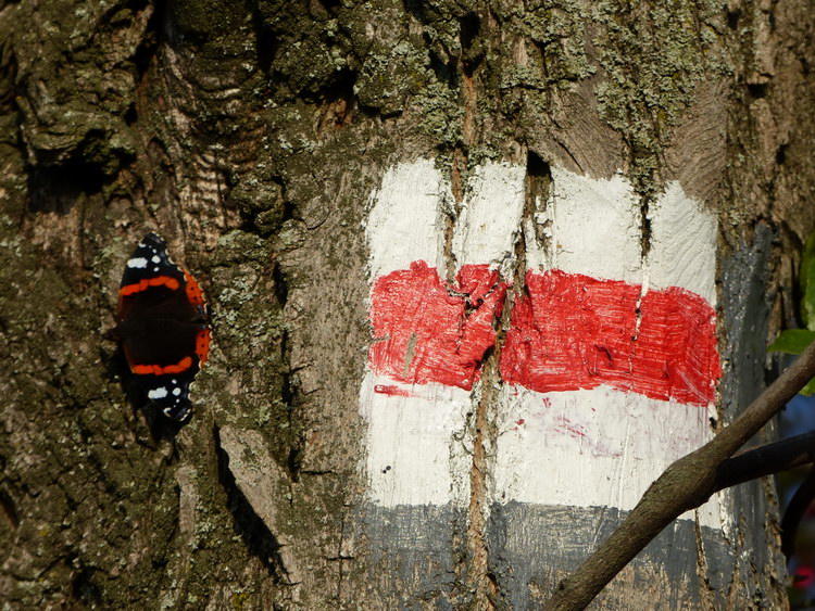 Napozó pillangó egy piros sáv jelzés mellett