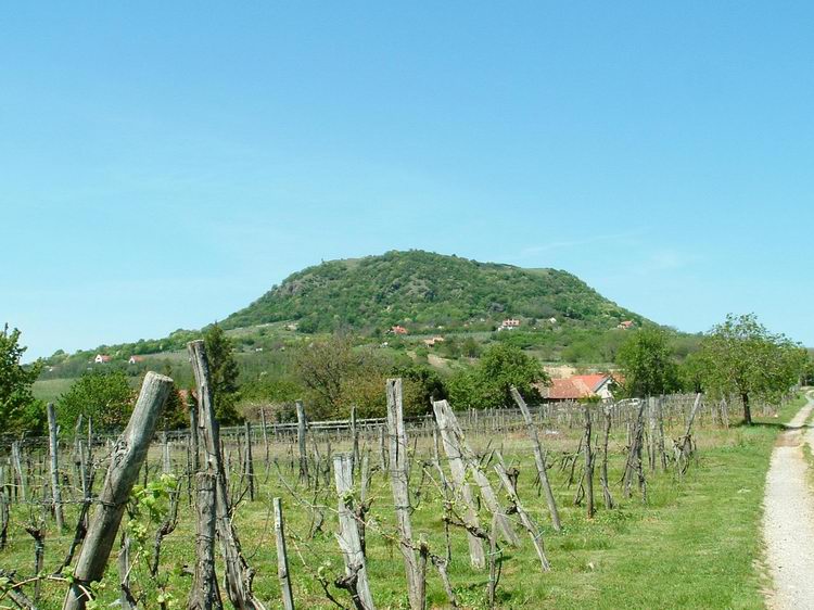 The Csobánc taken from the vineyards