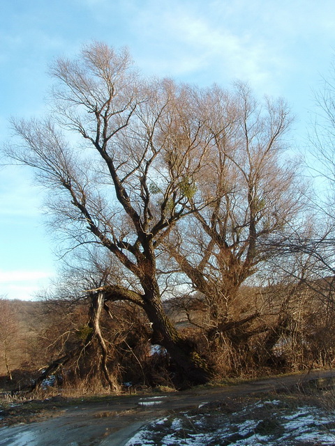 Öreg fa Csákányospusztán
