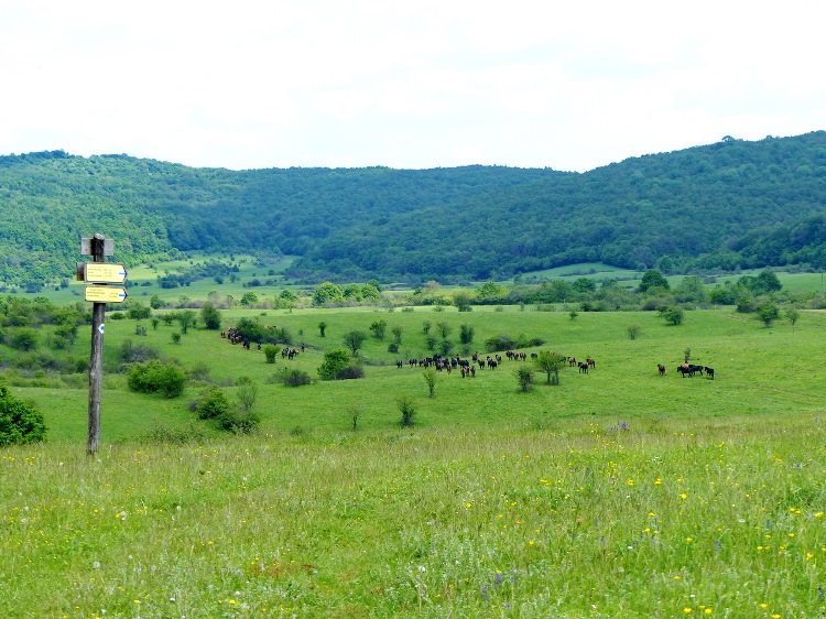 The panorama of the plateau from the stable of the Hucul Herd