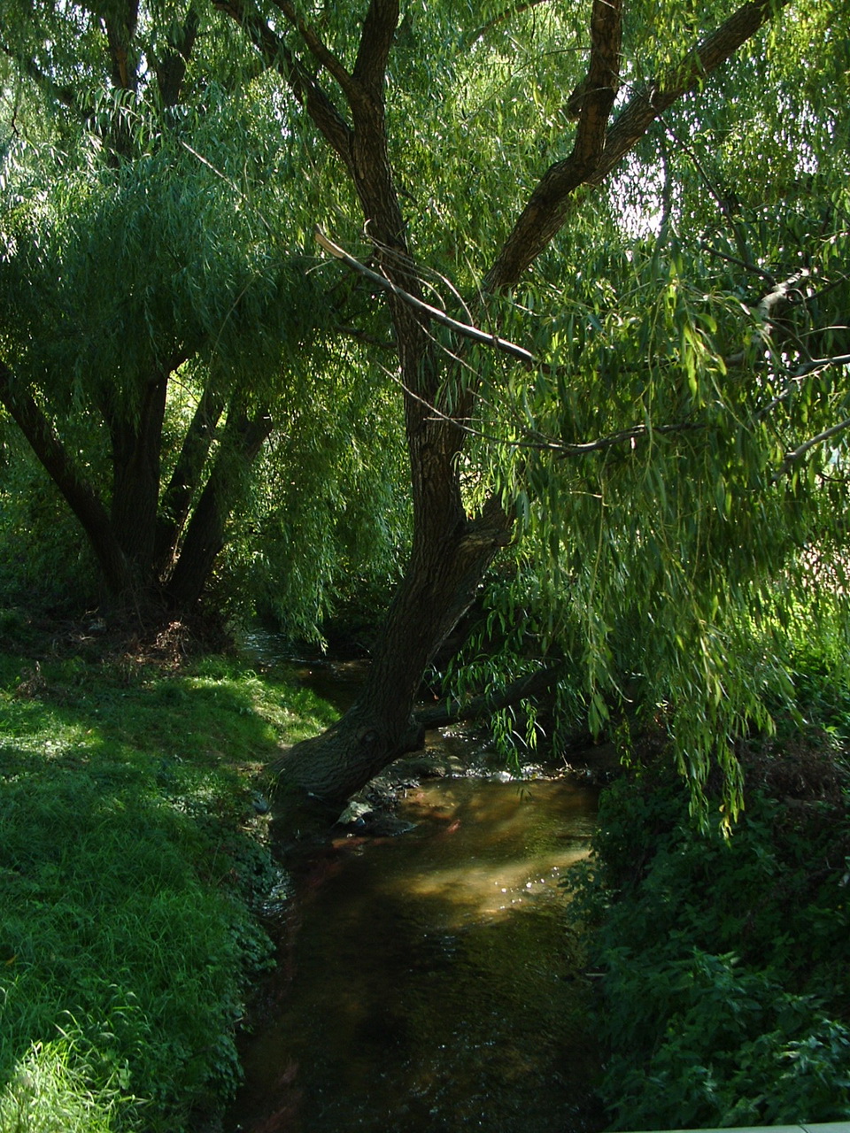 The Aranyhegyi-patak Creek