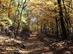 Őszi erdőjárás a Dobogó-tető és a Gyertyános közötti széles nyeregben 1.
