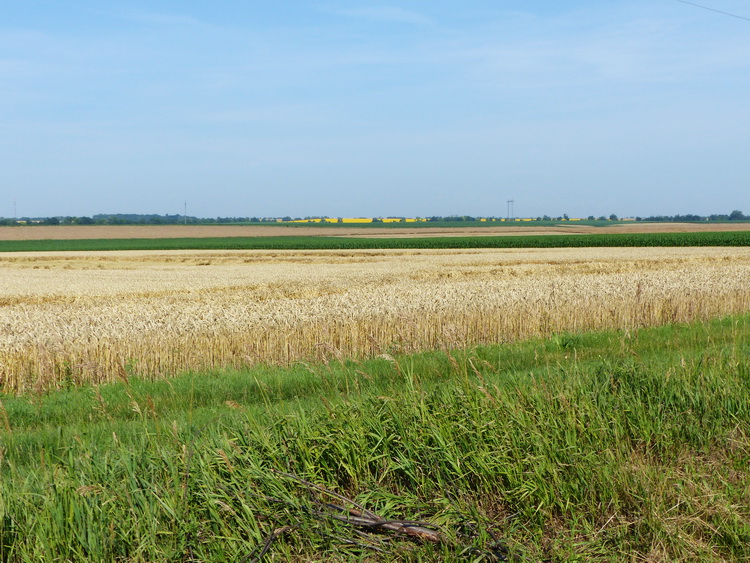 Jellegzetes mezőföldi tájkép aratásra váró búzafölddel, távolabbi kukoricatáblával és távoli sárga napraforgómezővel