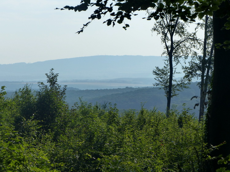 View from the edge of a clear cut. We can see the Vértes Mountains in the distance.