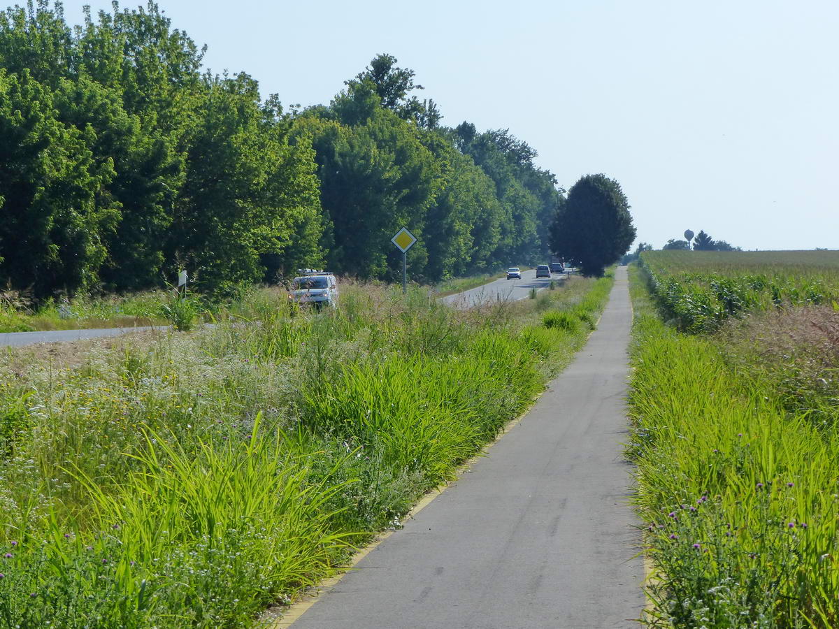 Minőségi kerékpárúton a 61-es út mellett